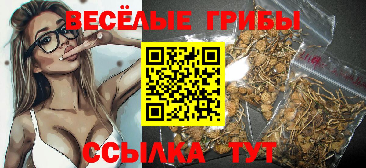 Галлюциногенные грибы Cubensis  Вход с VPN  Строитель 